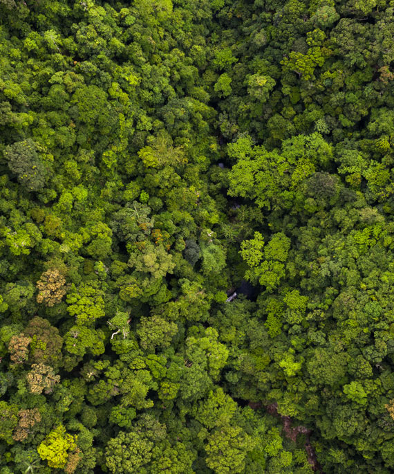 ¿Por qué los árboles y los bosques son tan importantes para el ecosistema?
