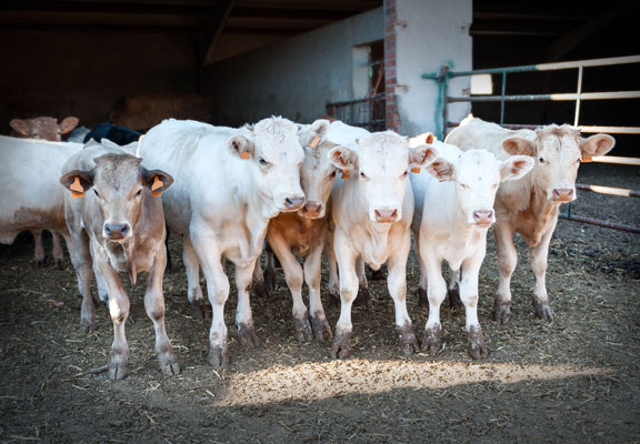 El consumo de carne es perjudicial para el medio ambiente
